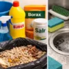 what kills maggots in house using DIY cleaning and safe products