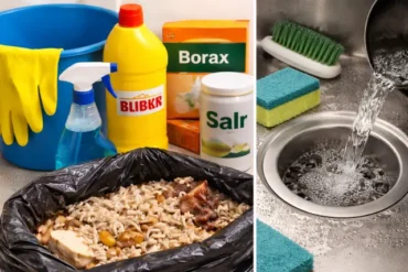 what kills maggots in house using DIY cleaning and safe products